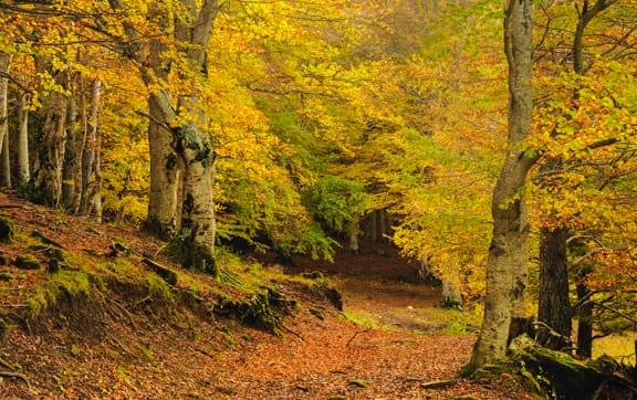 OTOÑO-1 | Turismo Valle de Hecho