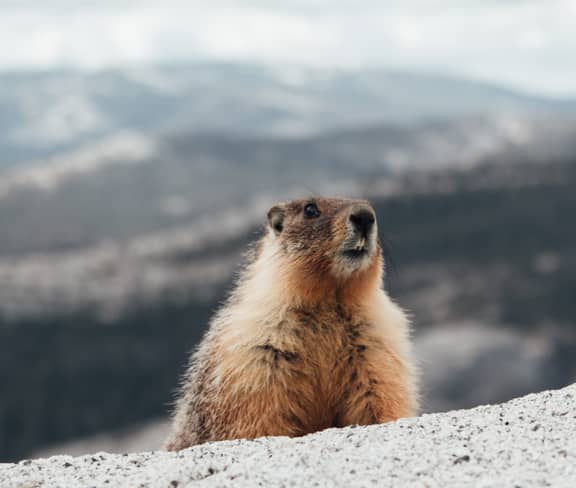 2-MARMOTA | Turismo Valle de Hecho